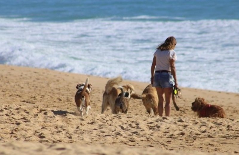 Huisje ameland met hond